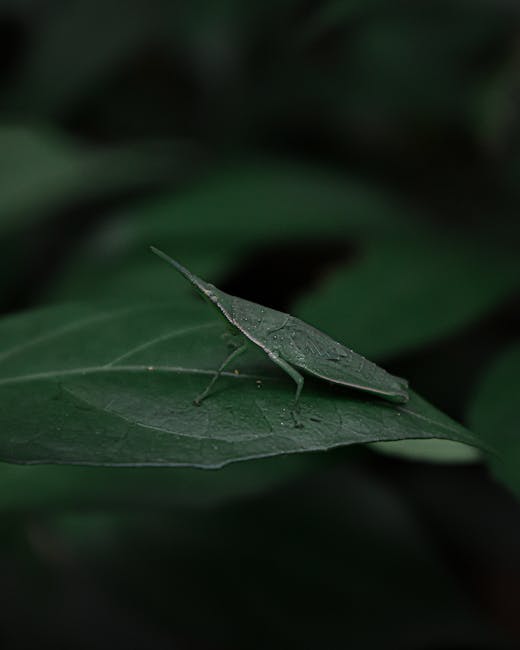 A close-up of a green katydid insect perched on a smooth, dark green leaf with visible veins, set against a blurred background of dense foliage. The katydid has an elongated body, long antennae, and t