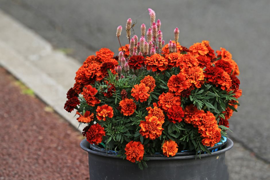 A vibrant floral arrangement featuring clusters of orange and red marigolds with ruffled petals, complemented by tall pink and white lunar pink globe amaranth flowers with elongated, fuzzy flower spik