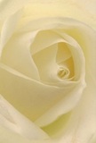 Transported into the intimate center of a cream-white rose, this close-up draws the eye to soft spirals unfolding gracefully, as if illuminated by Haringey's gentle natural light. The delicately curved petals, almost translucent, invite a touch or a pause to admire their finesse-each arranged with the thoughtful expertise known to florists in the area. Soft shadows deepen between folds, lending dimensional depth and an air of tranquility, much like early mornings in Haringey's quiet backstreets. The bloom emits a peaceful stillness, making it the purest choice for sympathy, admiration, or marking poignant milestones for loved ones across the borough. There's an imagined haze of sweet, clean fragrance that lingers in the mind, echoing the serene intention of this carefully crafted flower. Beyond its visible beauty lies the story of reverence and locality: a rose chosen to touch hearts and provide solace in life's most tender moments, directly from Haringey's own skilled florists.